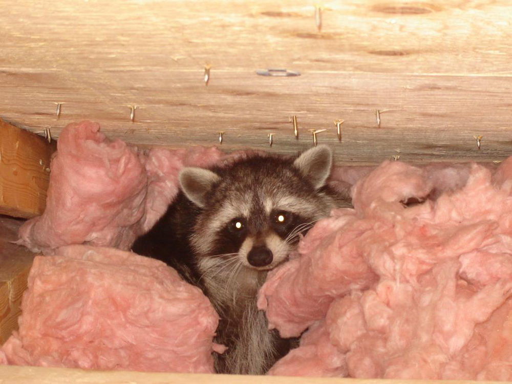 Raton laveur caché dans l'isolant rose d'un entretoit